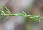 Rough hedge hyssop